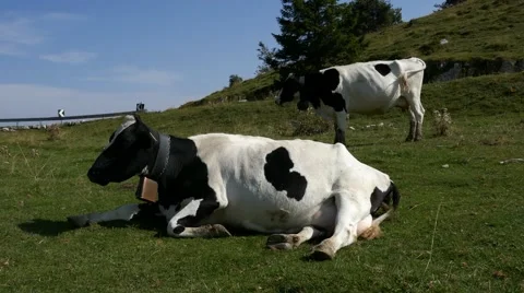 Mt Grappa - Black and white cows - Motion view Stock Footage 67475763
