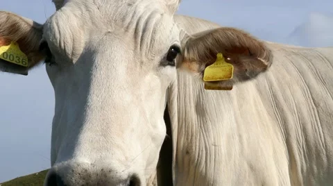 Mt Grappa - Close up cow ruminating Stock Footage 67475777