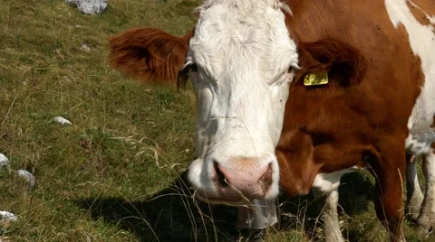 Mt Grappa - Close up white and brown cow ruminating Stock Footage 67475880