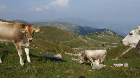Mt Grappa - Cows - Motion view Stock Footage 67476092