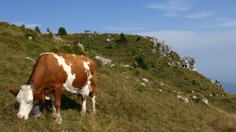 Mt Grappa - White and brown cow ruminating - Motion view Stock Footage 67475918