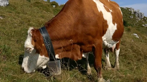 Mt Grappa - White and brown cow ruminating - Motion view Stock Footage 67476128