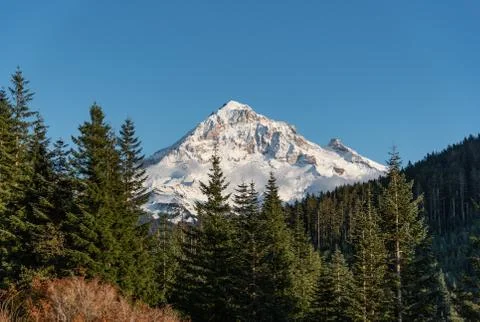 Mt Hood with forest in foreground Stock Photos