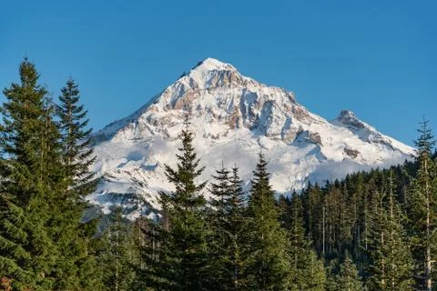 Mt Hood with forest in foreground Stock Photos