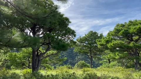 Mt Kasahingan Pine Forest 4K Video stock 202151324