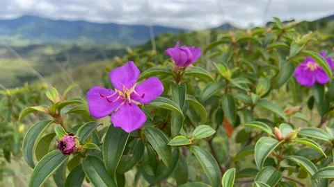 Mt Kasahingan Purpler Flower 4K Video stock 202154658