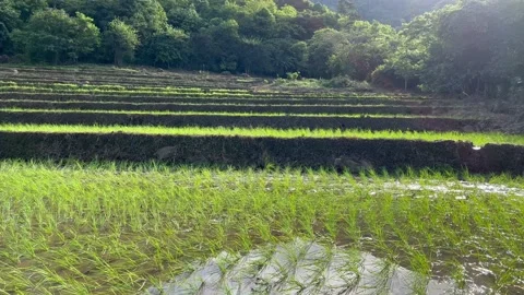 Mt Kasahingan Rice Fields 4K Video stock 202151088