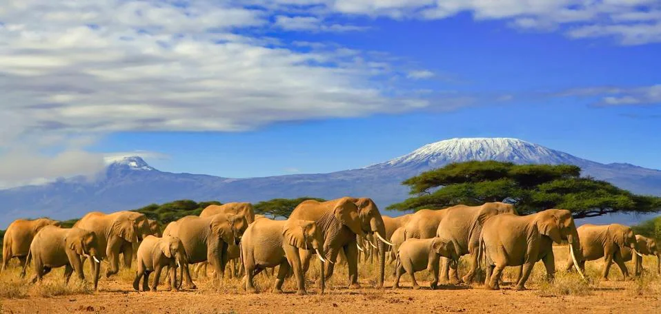 Mt Kilimanjaro Elephant Herd Tanzania Kenya Africa Stock Photos