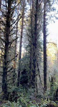 MT Lemmon Stock Photos