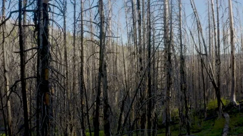 Mt. Lillian Aerial Stock Footage 132953199