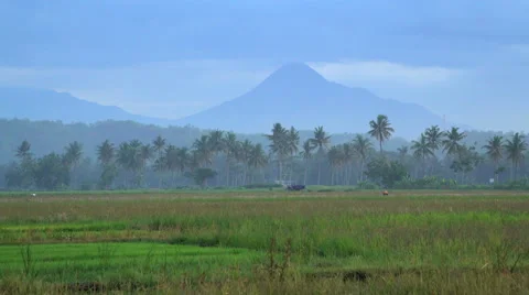 Mt Merapi volcano with people working rice fields Java Indonesia Stock Footage 67391434