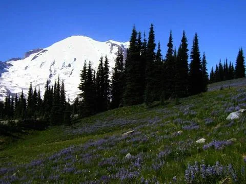 Mt Rainer in spring Stock Photos