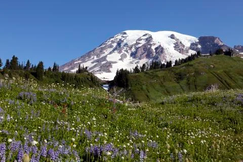 Mt. Rainier Stock Photos