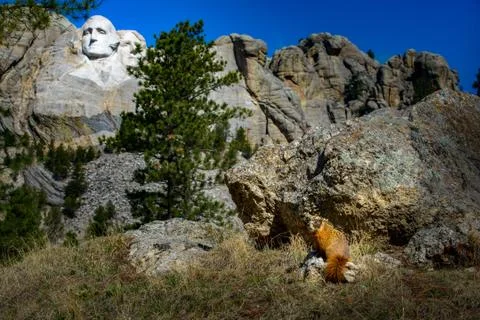 Mt Rushmore Marmot Stock Photos