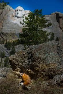 Mt Rushmore Marmot Stock Photos