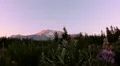 Mt Shasta 30 Sunset Bunny Flat Lupine Flowers HD Footage