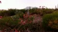 Mt Shasta 33 Sunset Bunny Flat Flowers. HD Footage