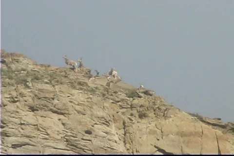 Mt Sheep Yellowstone Stock Footage 538063