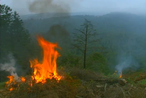 Mt. Tam Control Burn 11 Stock Footage 505627
