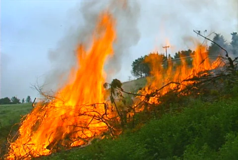 Mt. Tam Control Burn 13 Stock Footage 505631