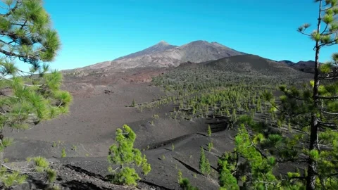 Mt Teide volcano, Tenerife - fast track back through pine trees Video stock 231782974