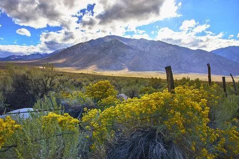 Mt Tom Sierra Nevada Yellow Wildflower Bloom and Rustic Fence Eastern Sierra Foto stock