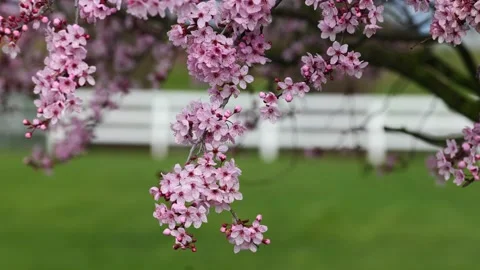 Mt Vernon Skagit Spring Flower Stock Footage