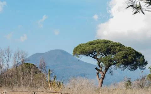 Mt. Vesuvius and a tree Foto stock