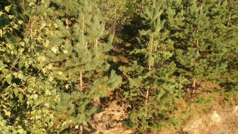 Mtb man rides through trees Video stock 83734933