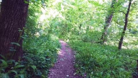 Mtb pov Stock-Footage 75042621