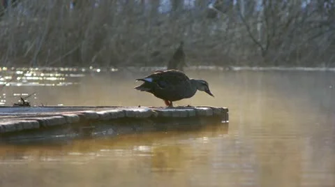 Mt.Bandai Stock Footage 11065897