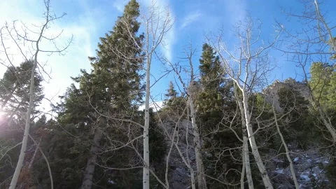 Mt.Charleston Forest Nevada Stock Footage 154655006