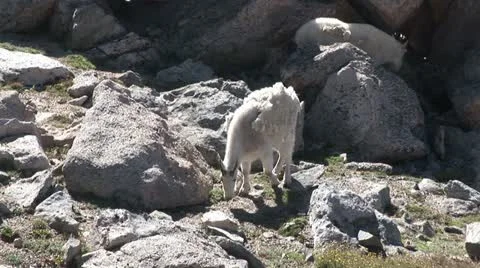 MtEvans Goats2 Vídeos de archivo 10921433