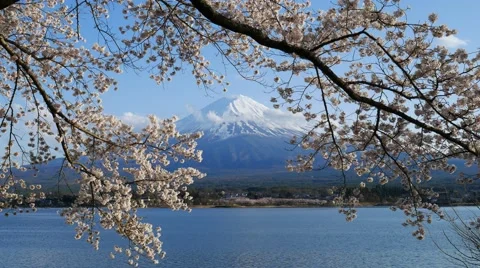 Mt.Fuji and Cherry Blossom at lake Kawaguchiko,Yamanashi,Japan Stock Footage