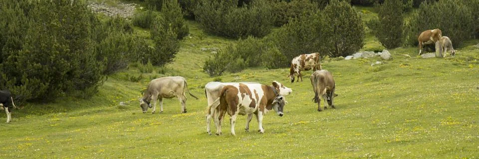 MUCCA SEI Photos