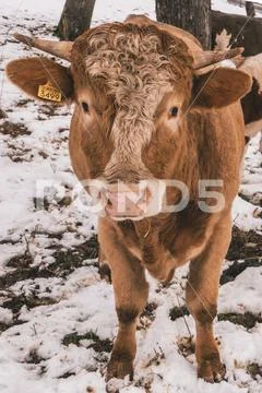 Mucca Slovenia Stock Photos