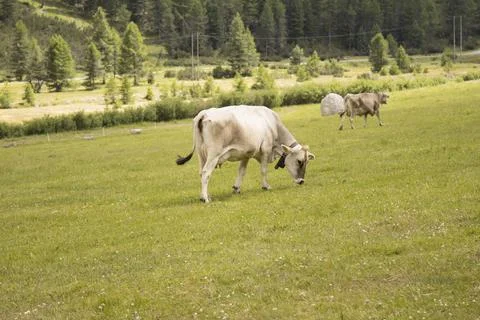 MUCCA TRE Photos