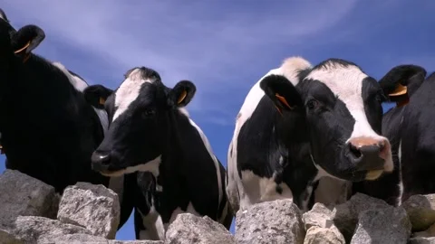 Mucche in campagna Stock Footage 141152516