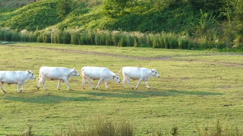 Mucche Stock Footage 135920012