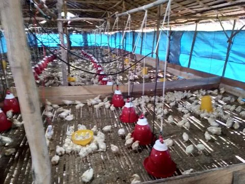 To much chicken at there Stock Photos