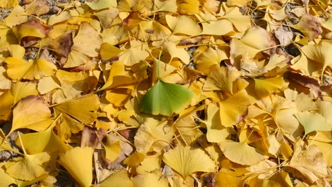 A much of fall yellow leaves of Gingko Biloba with a green 库存影片 162635813
