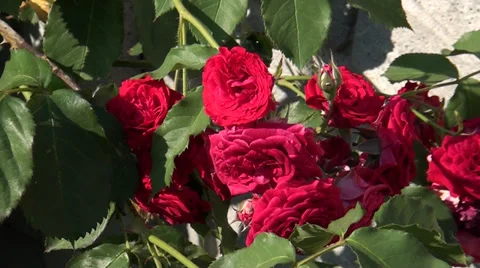 Much from roses Video stock 39718577