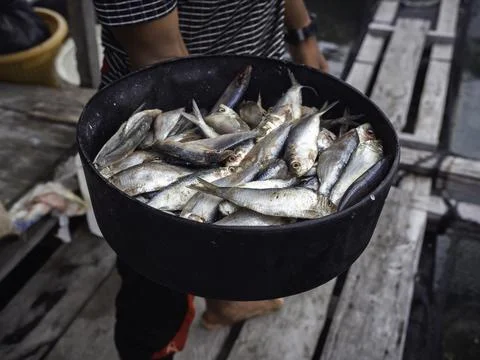 Much small fresh raw fish in a black bowl. Stock Photos