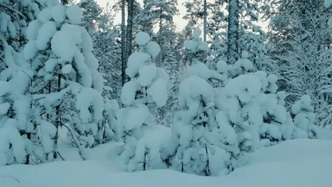 Much Snow On Small Trees Stock Footage 169792548