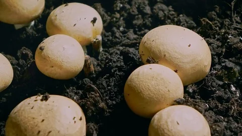 Muchomor. Rapid growth of champignons , 4K time-lapse Stock Footage 79657779