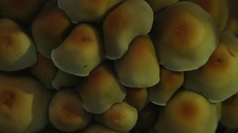 Muchrooms closeup Stock Footage 44207887
