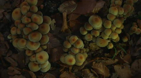 Muchrooms from top Stock Footage 44207866