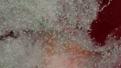 Mucor, head mold with white mushroom threads on jam Vidéo 313433580