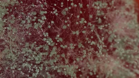 Mucor, head mold with white mushroom threads on jam Vidéo 313740722