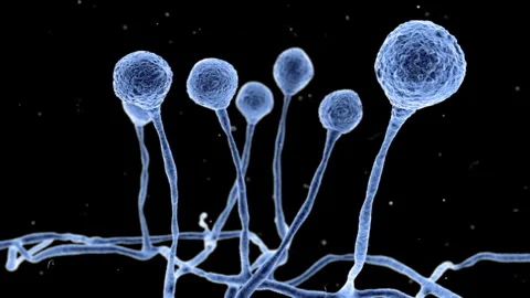 Mucor mould, animation Stock Footage 271035656